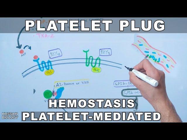 Platelet Plug Formation | Platelet Mediated Hemostasis