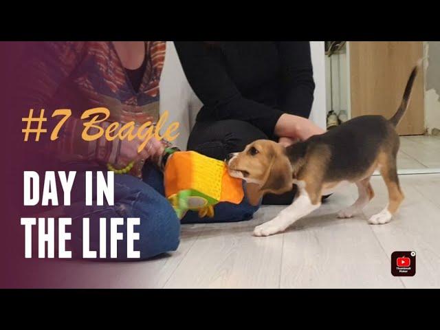 Смешные щенки Бигля #7 | Funny Beagle Puppies