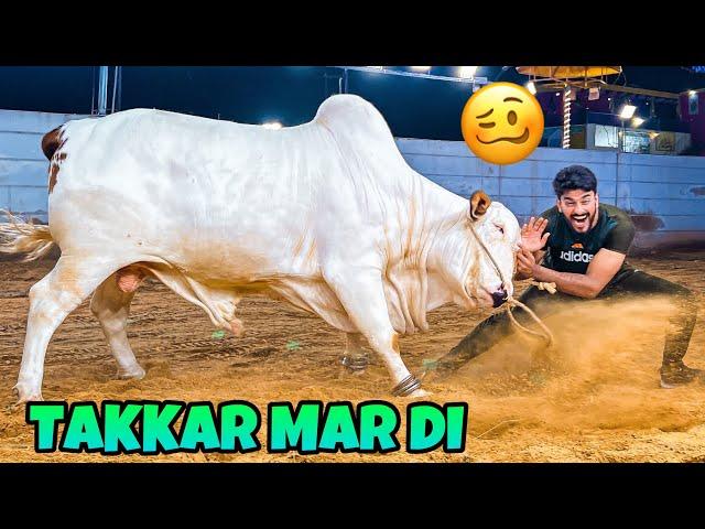 ITNY KHATRNAAK JANWAR NE TAKKAR MAR DI| QURBANI VLOG | BAKRA EID 2023|