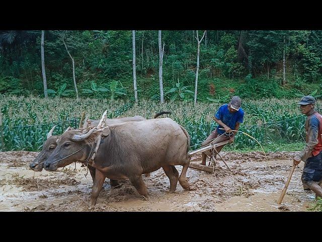 Kerbau Bajak Sawah! membajak sawah dgn cara tradisional memakai kerbau