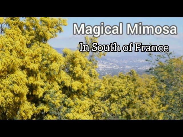 #40. Magical Mimosa in South of France #provence #southoffrance