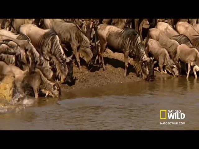 Crocodile vs Wildebeests: Nile Crocodiles hunting Migrating Wildebeests