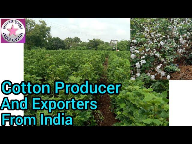 Cotton farms in India ll NIHAR EXIM ll International business