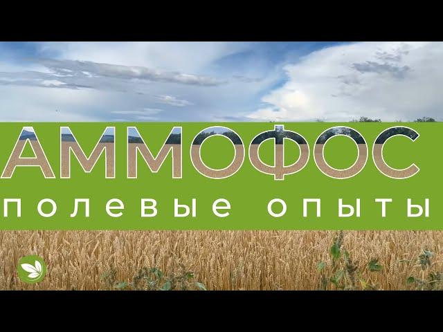 АММОФОС Осенью и Весной. Полевые Опыты. ООО "Ирина", Идрицкий р-н. Красноярский край.