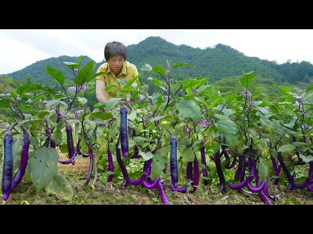 The strips of purple eggplant are covered with branches. Grandma makes eggplant  rice flowers  cris