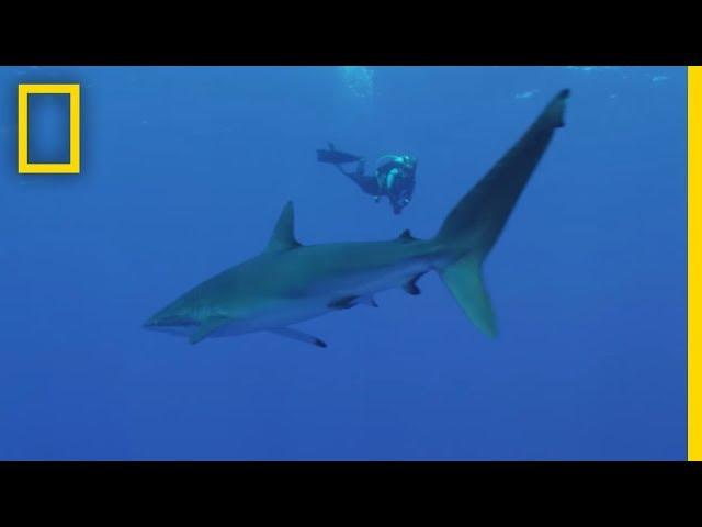 There Are Better Ways to Save Sharks—Here's How | National Geographic