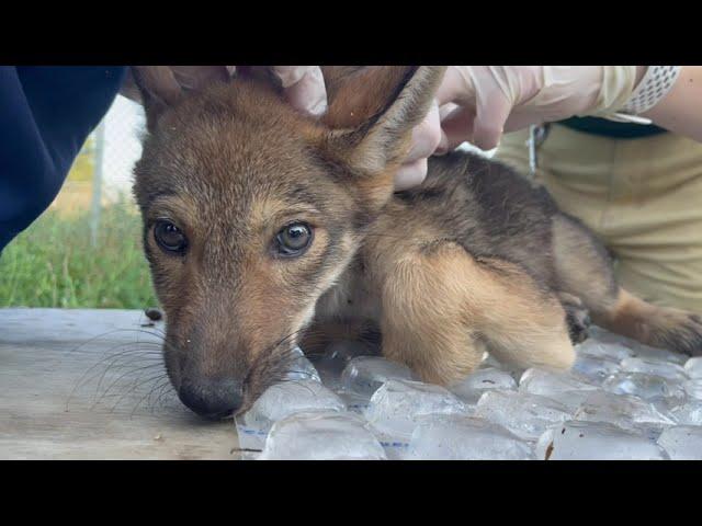 Four American red wolf pups born at Saint Louis Zoo reserve