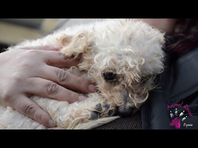 Rescate de perras de un criadero de cachorros de raza / Animal Rescue España