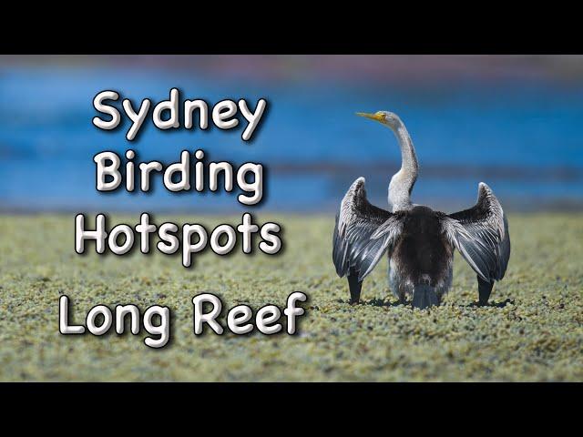 Sydney Birding Hotspots - #3 Long Reef Aquatic Reserve