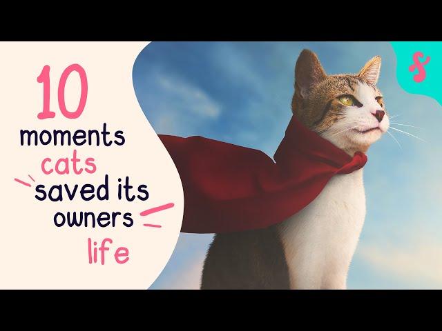 Heroes Cats Saving Their Owners Life | Furry Feline Facts