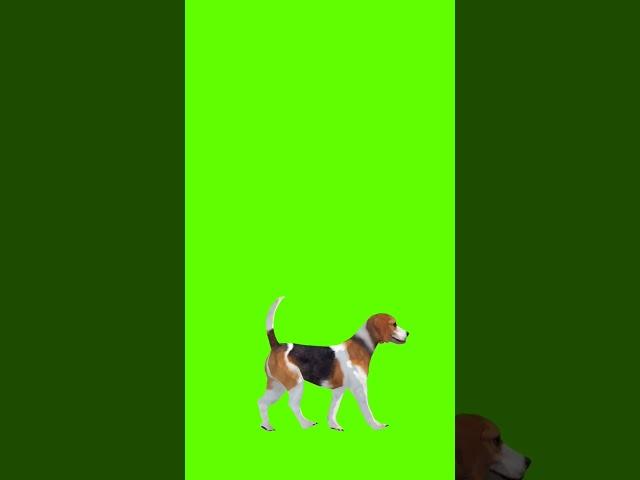 3D Green Screen DOG WALK #animals#shorts #greenscreen #animation#cartoon #background #shorts#viral