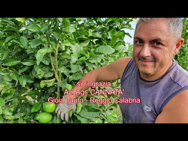 LIMONI DI CALABRIA TECNICHE INNOVATIVE Az. Agr. CANNATA'