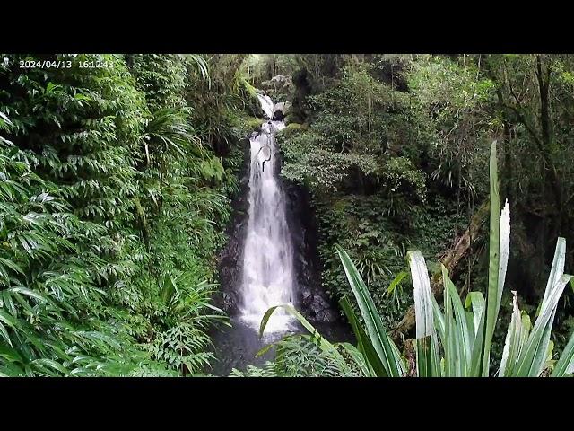 Toolona Creek Circuit Waterfalls and Viewpoints: Lamington National Park QLD