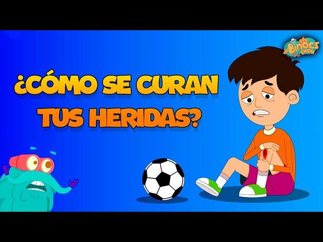 ¿Cómo Se Curan Tus Heridas? | Vídeos Educativos | Conocimientos Generales | Documentales Para Niños