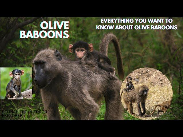 Everything You Need To Know About Olive Baboons | Animal Videos | Baboon Life #baboon #monkey