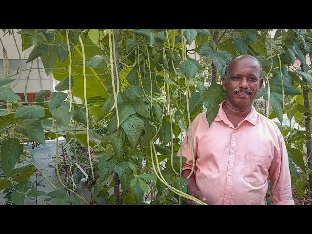 ഈ വിത്തിൻ്റെ ഗുണഗണങ്ങളും കൃഷി രീതിയും?  | Payar Krishi Malayalam | Pea Cultivation In Malayalam