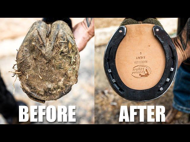 Satisfying Hoof Restoration | 4K FARRIER ASMR