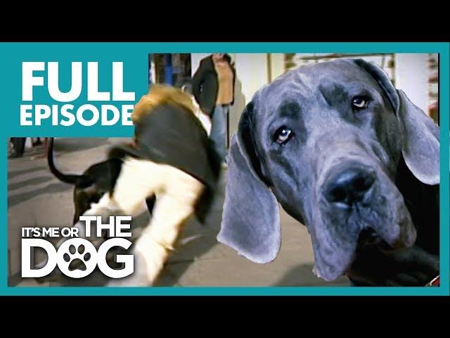 The Great Dane 'Villian': Dylan | Full Episode | It's Me or the Dog