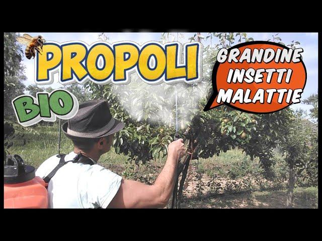 Propoli in agricoltura: Benefici ed utilizzi per l'orto, piante da frutto, fiori ed ornamentali