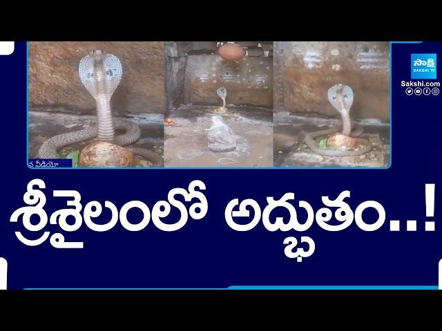 King Cobra Snake Spotted at Shiva Lingam in Srisailam |@SakshiTV