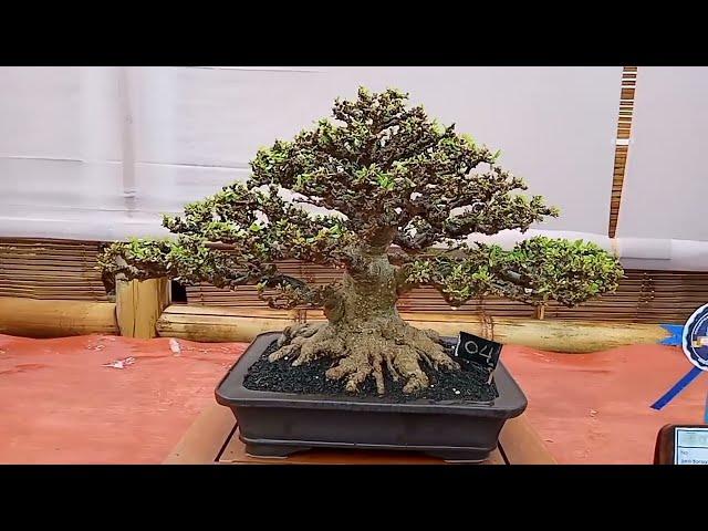 Bonsai kelas BINTANG dan UTAMA di Pamnas Batu Malang 2019