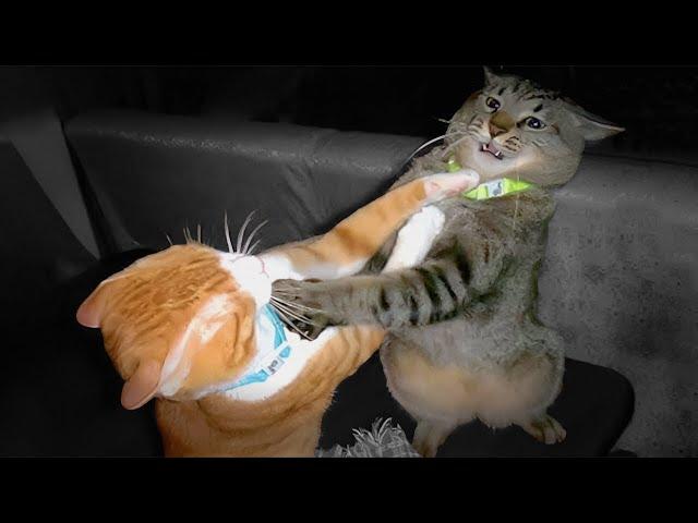 Funny Cat Fails | Funny Cat Compilation - FailArmy - REACTION