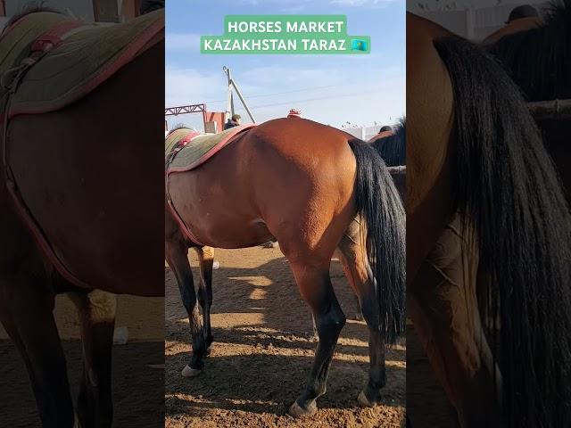 #horsemarket #equestrain #stallion #horse #youtubeshorts