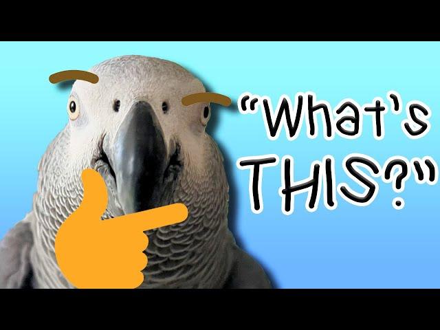 Did This Parrot Just Ask a Question?