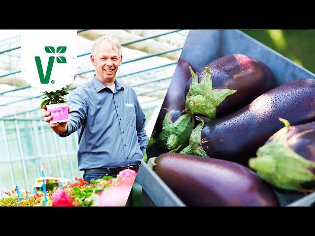 Aubergine pflanzen: Wo fühlt sie sich wohl? - Volkers Gartenwissen