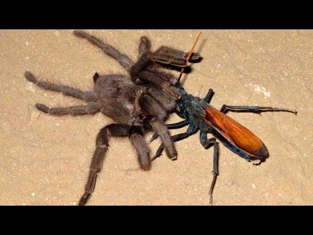 Whhen a tarantula meets its worst predator — a tarantula hawk