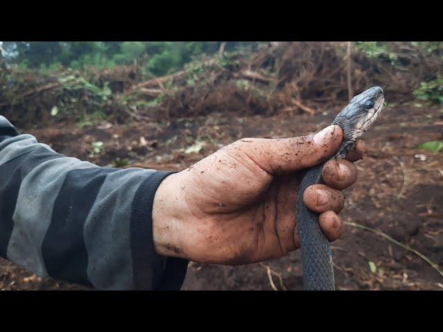 ULAR TIKUS BESAR || BIG RAT SNAKE