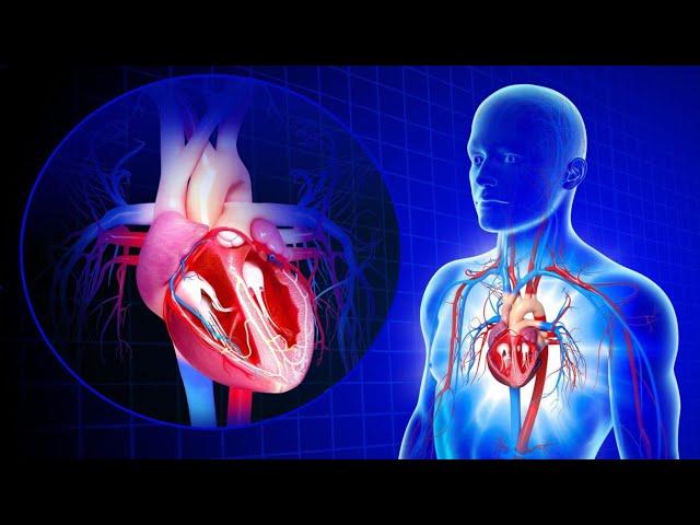 BASIC ANATOMY & PHYSIOLOGY REVIEW: Cardiovascular System