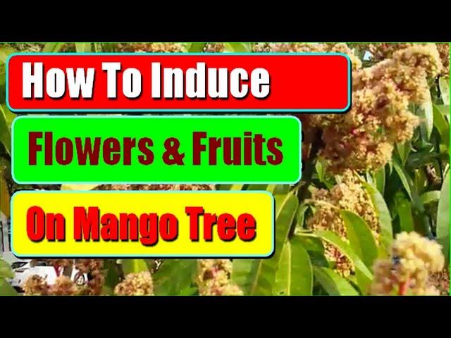 How To Induce Mango Tree To Flower To Produce More Fruits: 2 Methods To Increase Mango Flowering