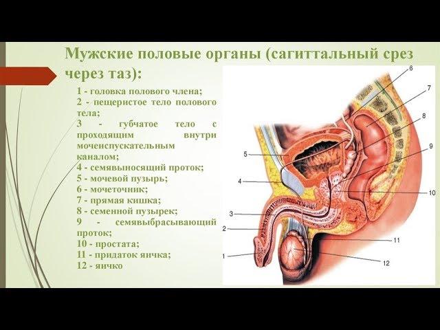 Анатомия мужских органов