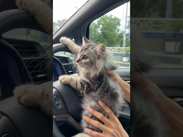 Kitten in the Car