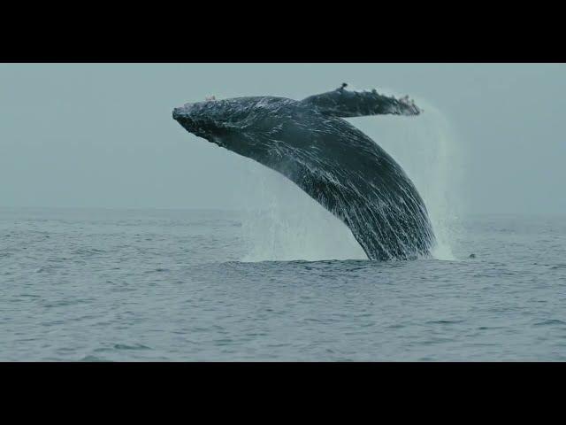 High Spirits - Whale Watching in Monterey Bay