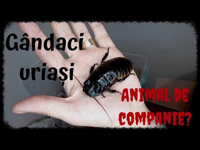 #90 - Gândaci uriași ca și animale de companie? Două dintre cele mai mari specii de gândaci!