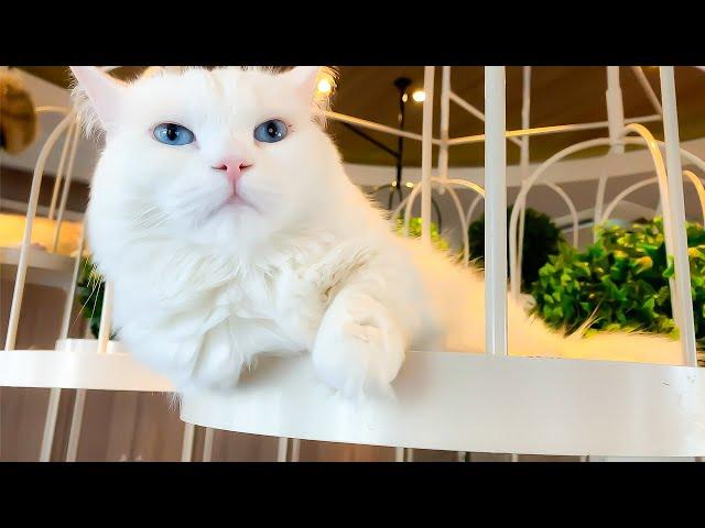 Visiting Japan's Cat Cafe | Cat Cafe MOCHA Shibuya Center Street