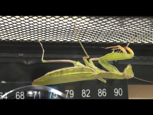 Praying Mantis Mating Time: Re-housing for Mating