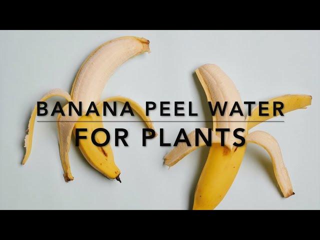 Banana Peel Water For Plants