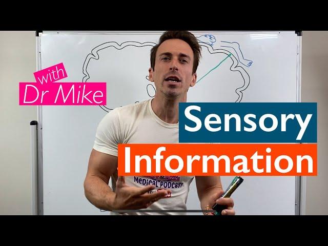 Sensory Pathways | Touch/Proprioception vs Pain/Temperature