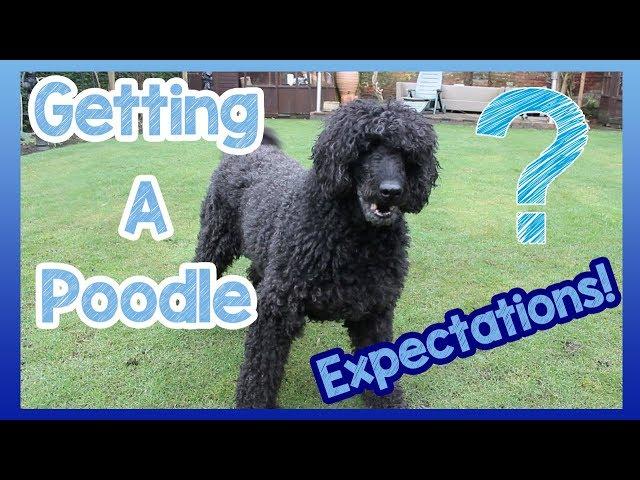 What to Expect When Getting a Poodle! 6 Things to Expect When You Get a Poodle Breed Dog!