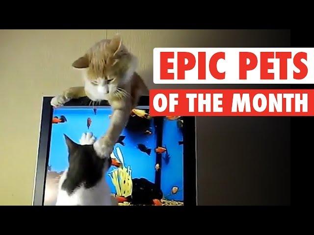 Epic Pets || Best Pets of the Month