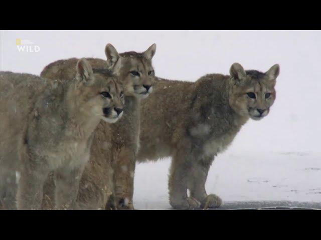 Pumas at the end of the world