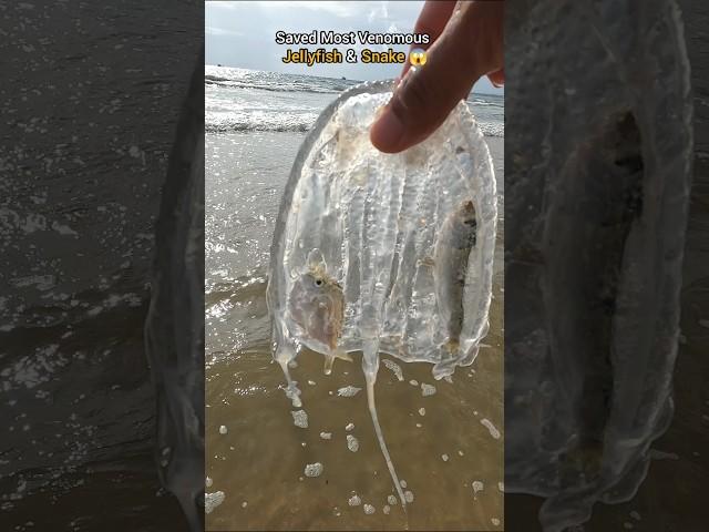 Nature’s wonders: Saved Venomous snake & jellyfish 