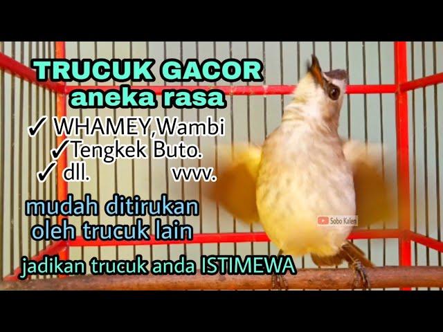 Trucukan anda akan jadi ISTIMEWA dengan masteran trucuk gacor isian Whamey ini