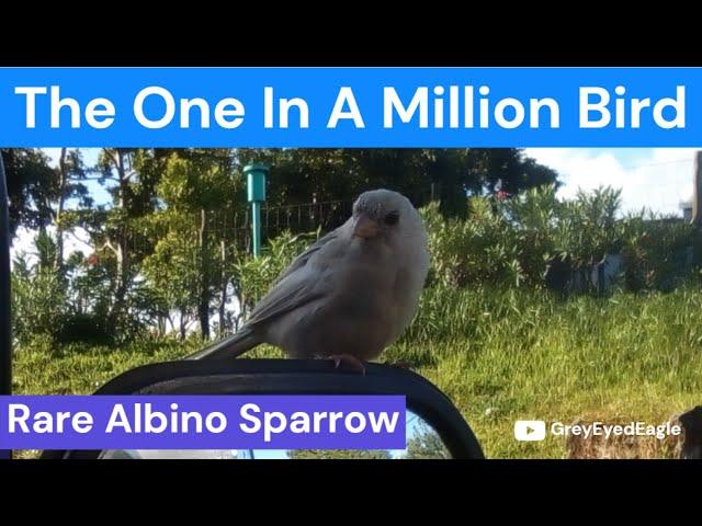 UNBELIEVABLE. Rare Albino Sparrow Greets Truck Driver During Early Morning Delivery!!!