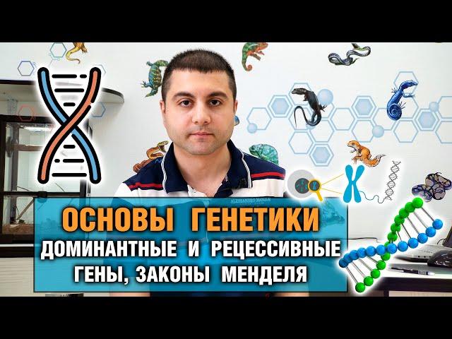 Основы генетики — Доминантные и рецессивные гены и другие законы генетики