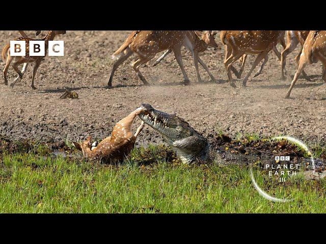 Crocodile attack at the watering hole  | Planet Earth III - BBC