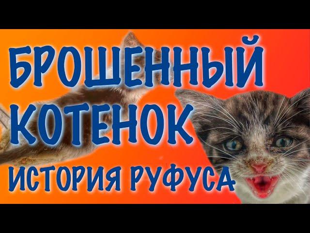 БЕЗДОМНЫЕ ЖИВОТНЫЕ  ИСТОИЯ РУФУСА.  ПРИЮТ ДЛЯ ЖИВОТНЫХ ОМСКИЕ ХВОСТИКИ